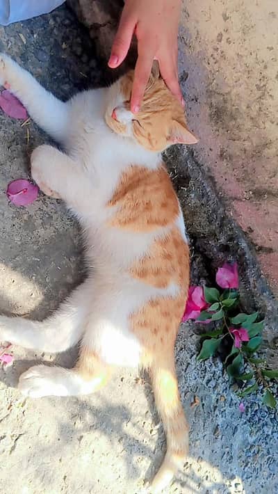 butifull fur