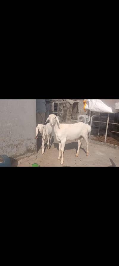 Beauty 6 month old for sale