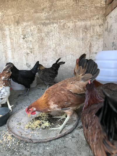 Andea wali golden misri hens (03213831829)