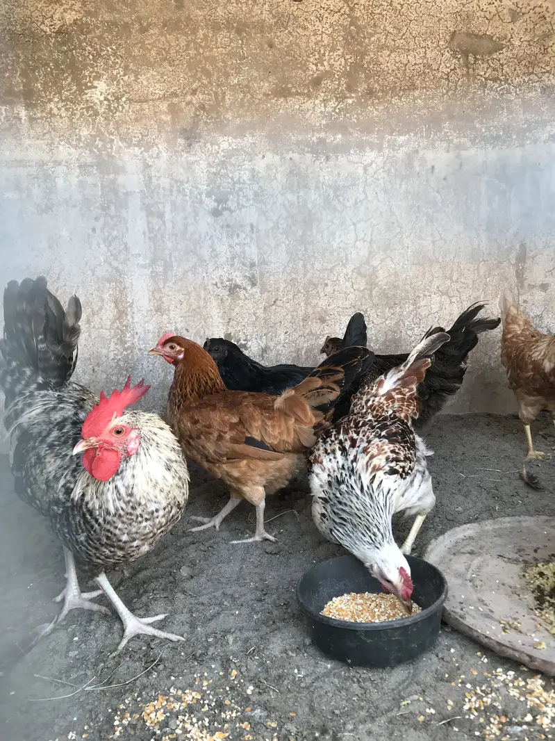 Andea wali golden misri hens (03213831829) — photo 2