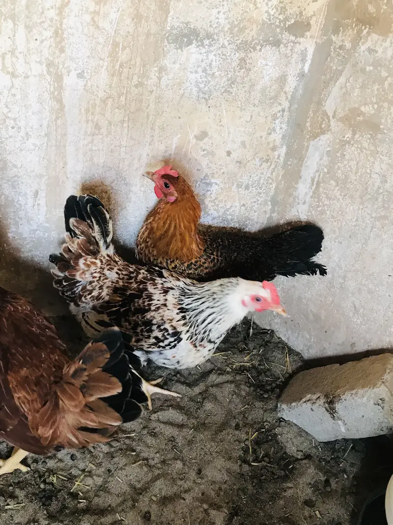 Andea wali golden misri hens (03213831829) — photo 3