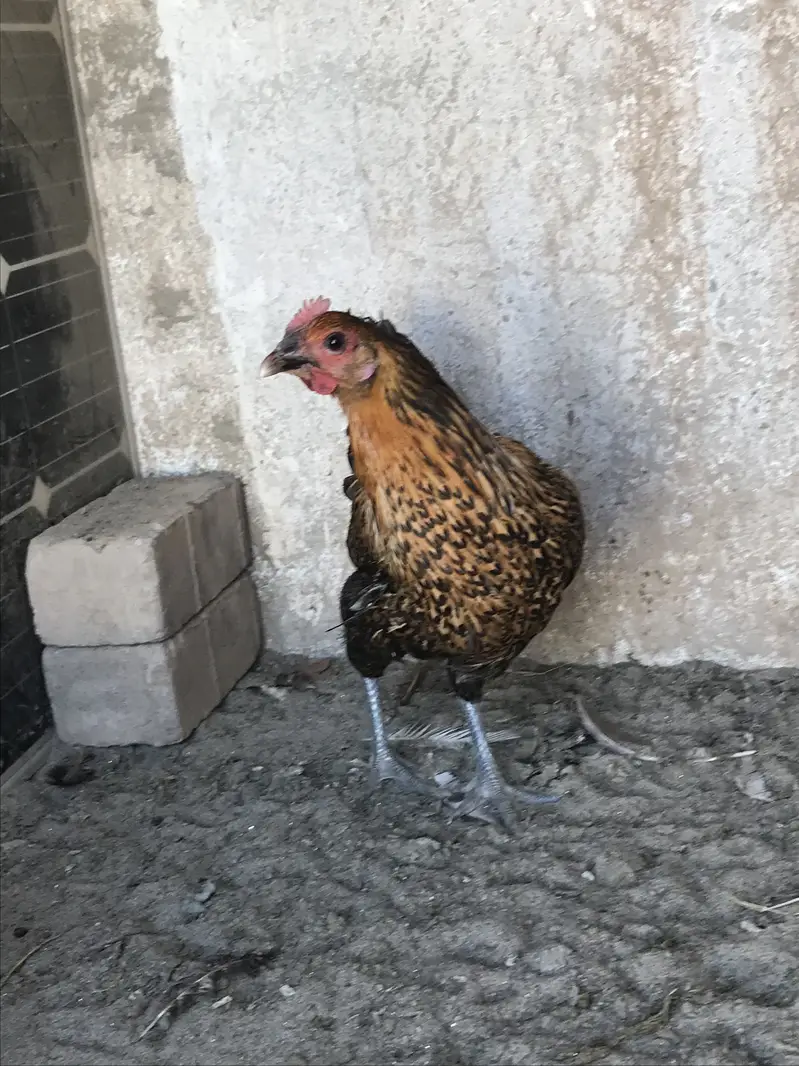 Andea wali golden misri hens (03213831829) — photo 5