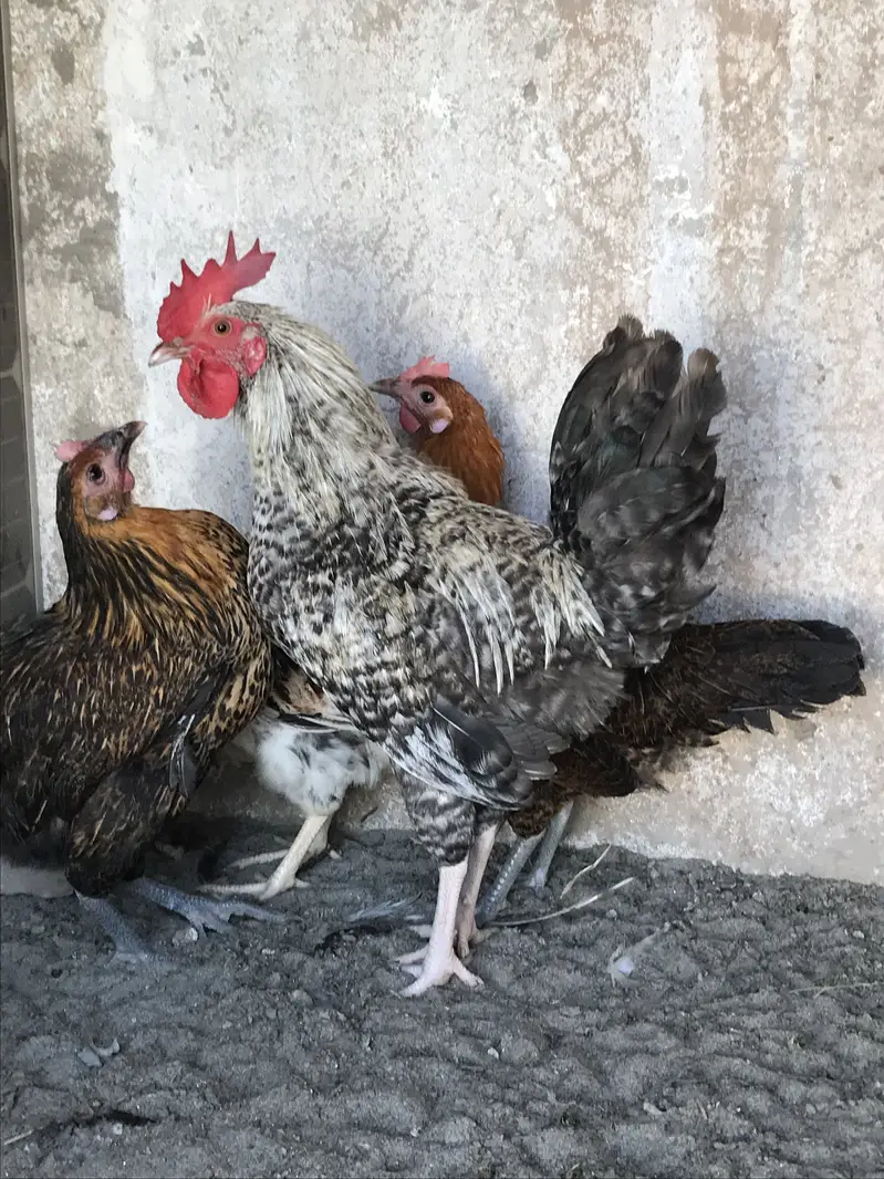 Andea wali golden misri hens (03213831829) — photo 6