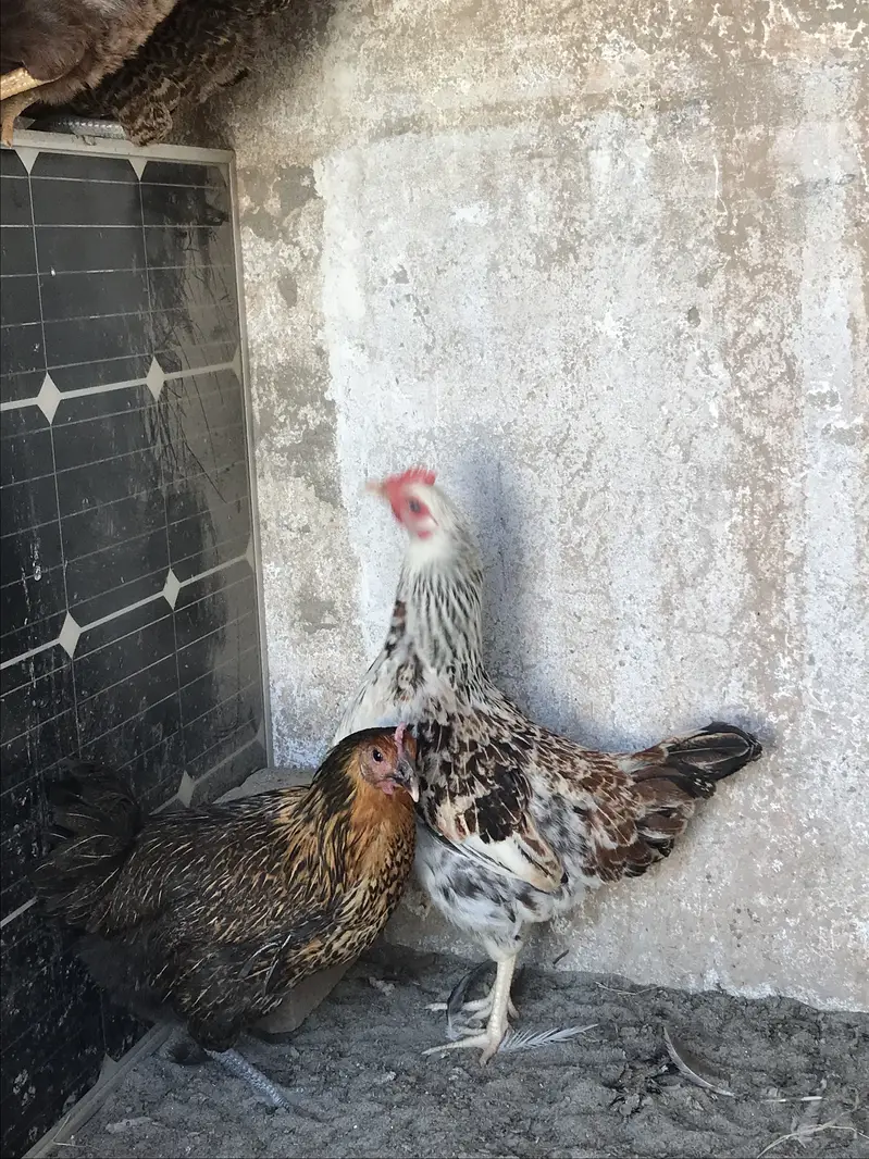 Andea wali golden misri hens (03213831829) — photo 7