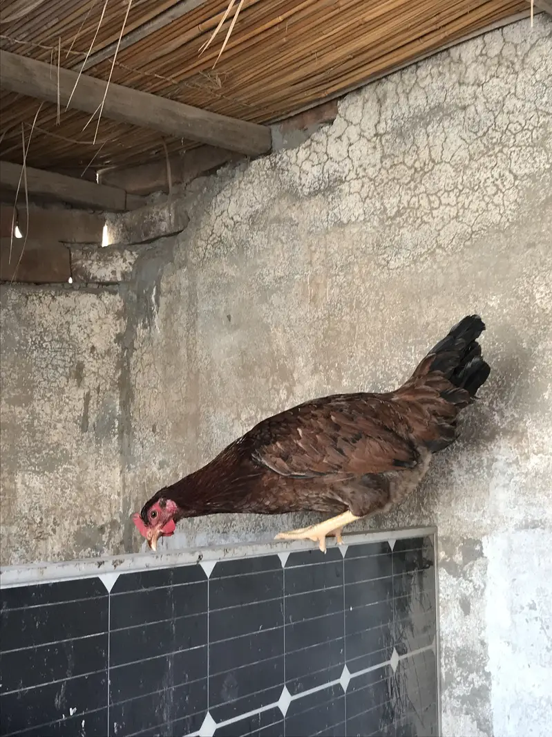 Andea wali golden misri hens (03213831829) — photo 8