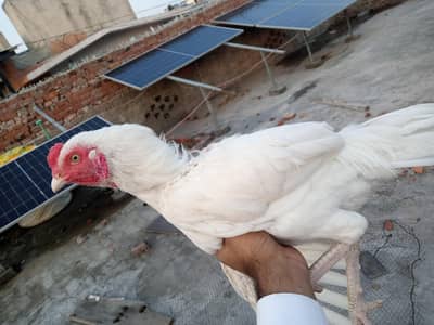 Heera Aseel patha