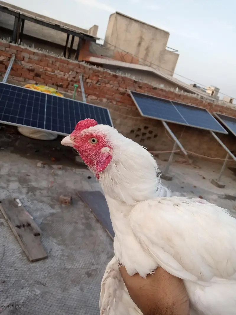Heera Aseel patha — photo 2