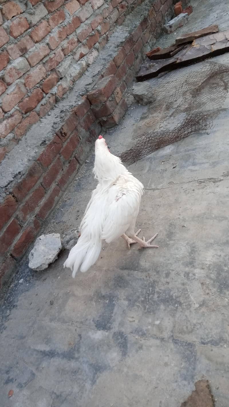 Heera Aseel patha 5