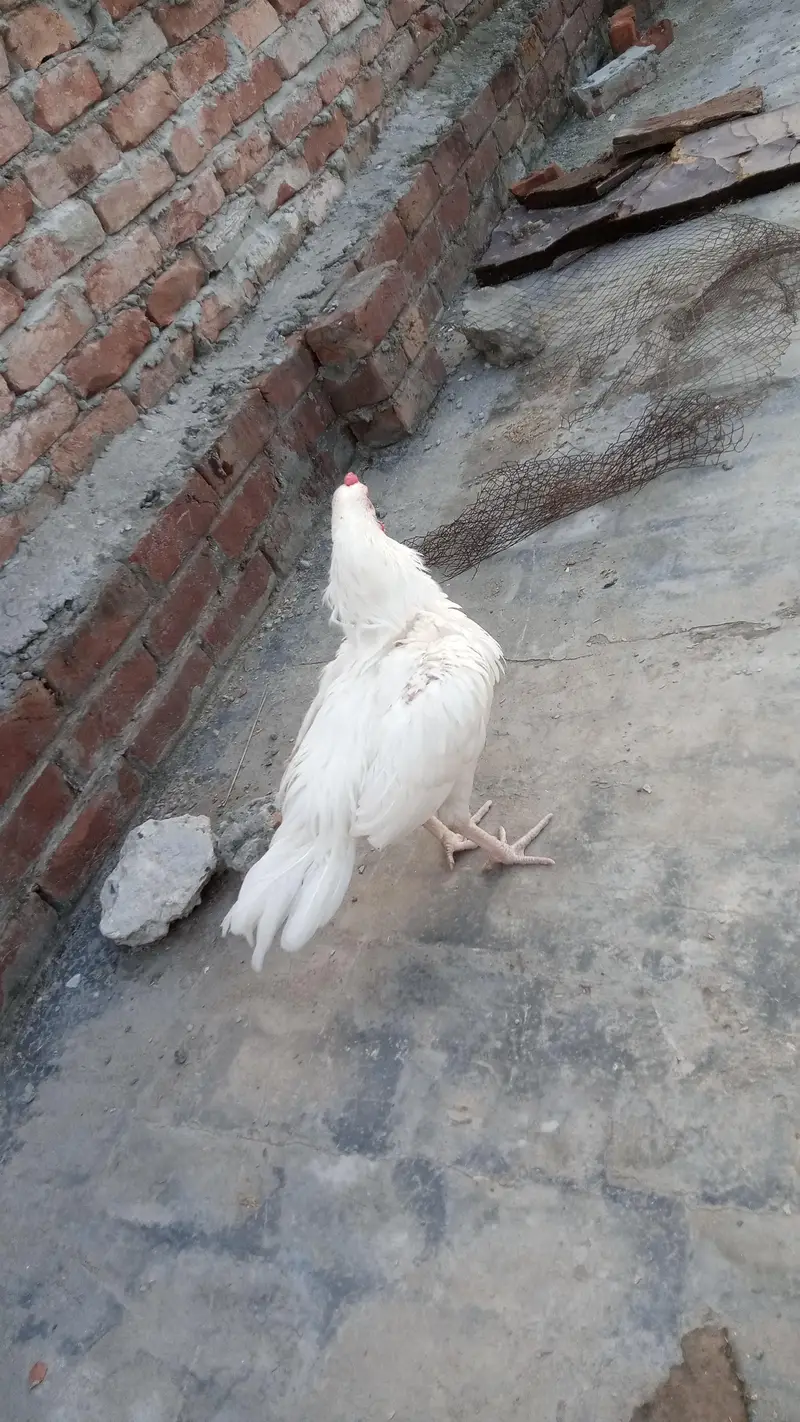 Heera Aseel patha — photo 6