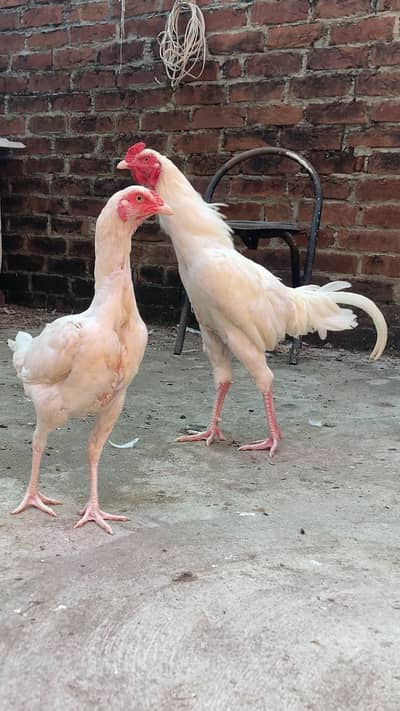 PURE TOP QUALITY HEERA ASEEL CHICKS