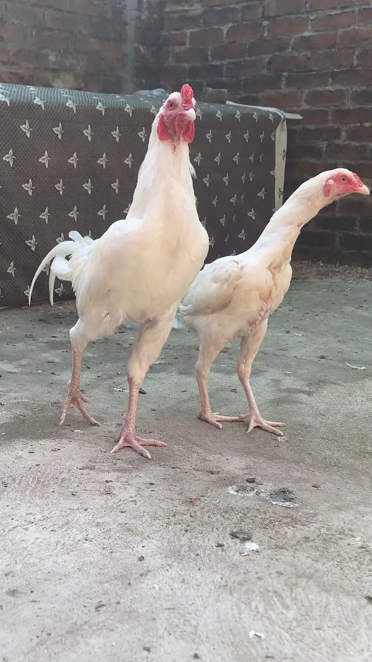 PURE TOP QUALITY HEERA ASEEL CHICKS — photo 2