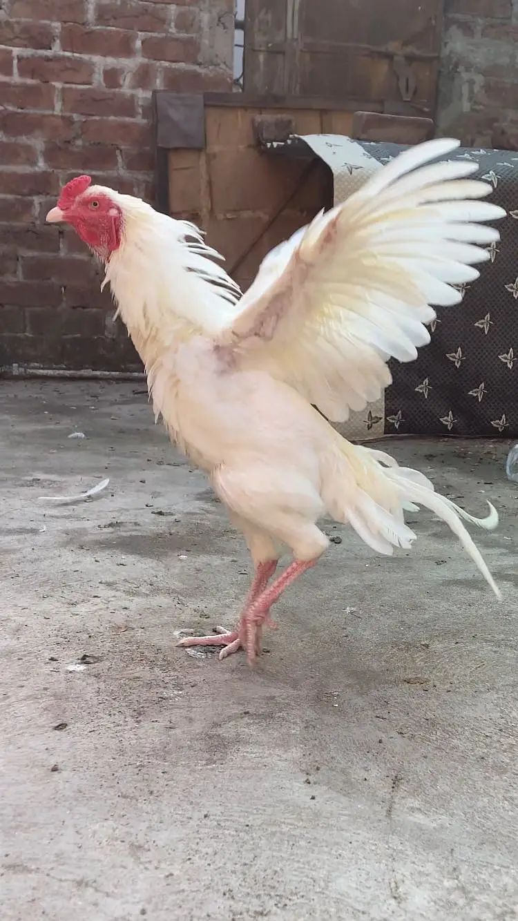 PURE TOP QUALITY HEERA ASEEL CHICKS — photo 4