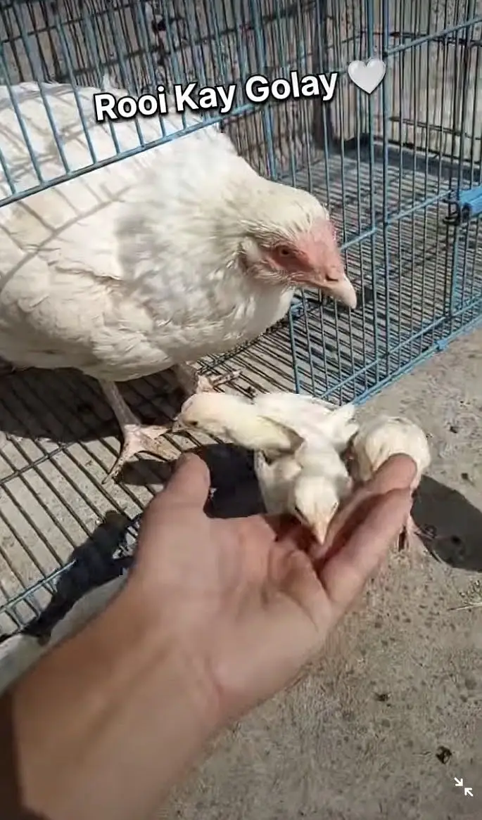 PURE TOP QUALITY HEERA ASEEL CHICKS — photo 5