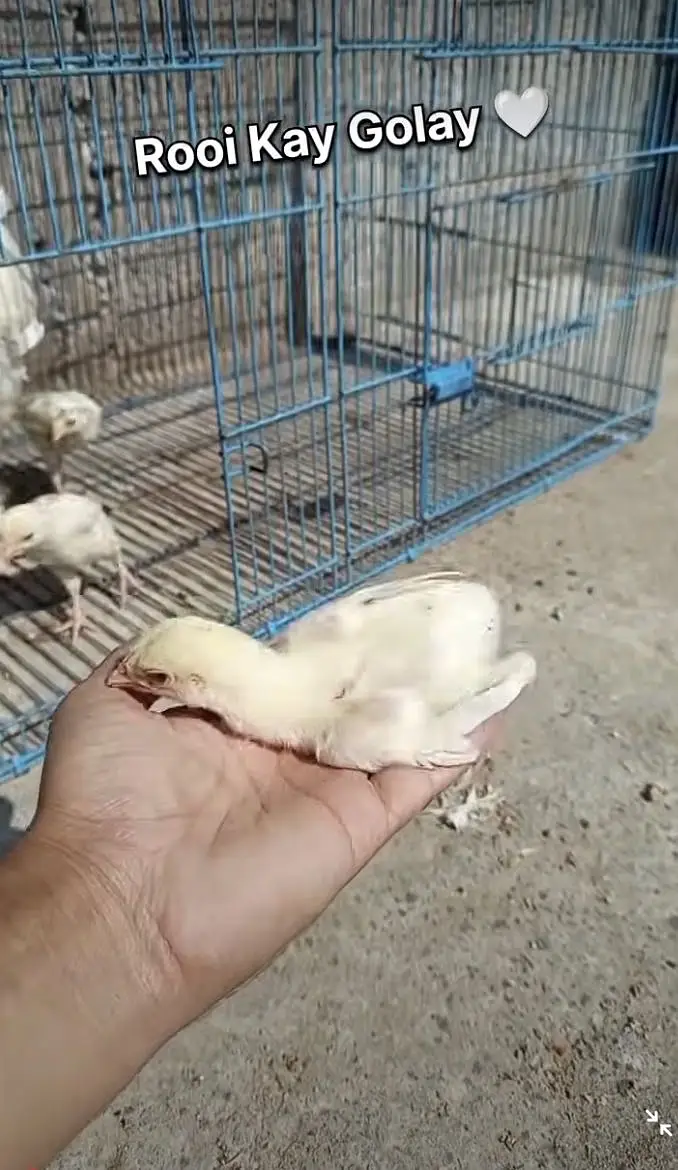PURE TOP QUALITY HEERA ASEEL CHICKS — photo 6