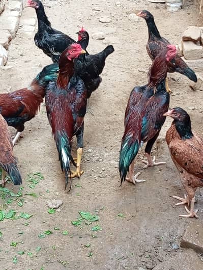 Mianwali Aseel for sale. . . .