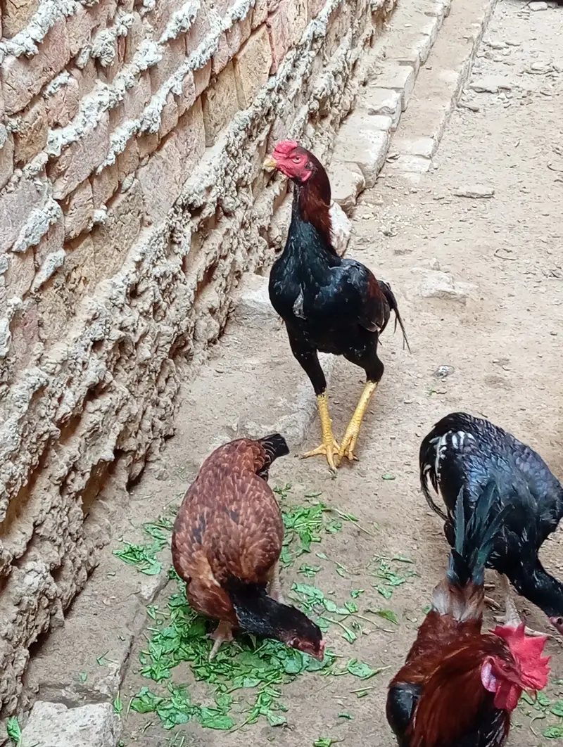Mianwali Aseel for sale. . . . — photo 2