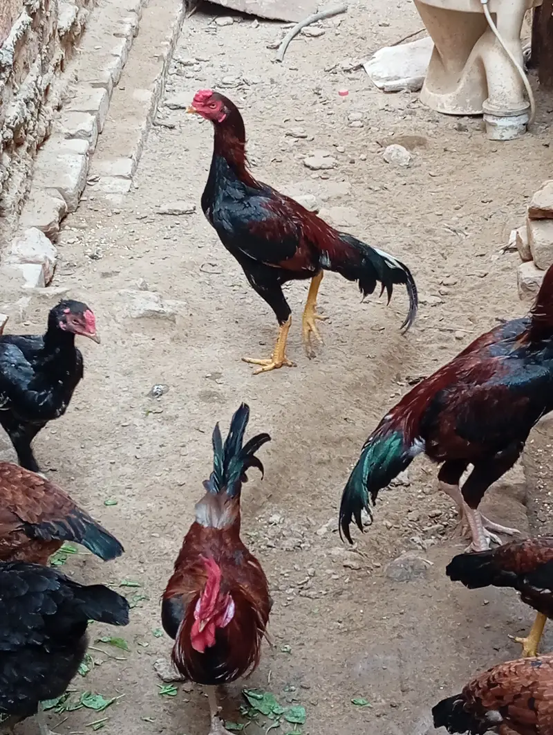 Mianwali Aseel for sale. . . . — photo 3