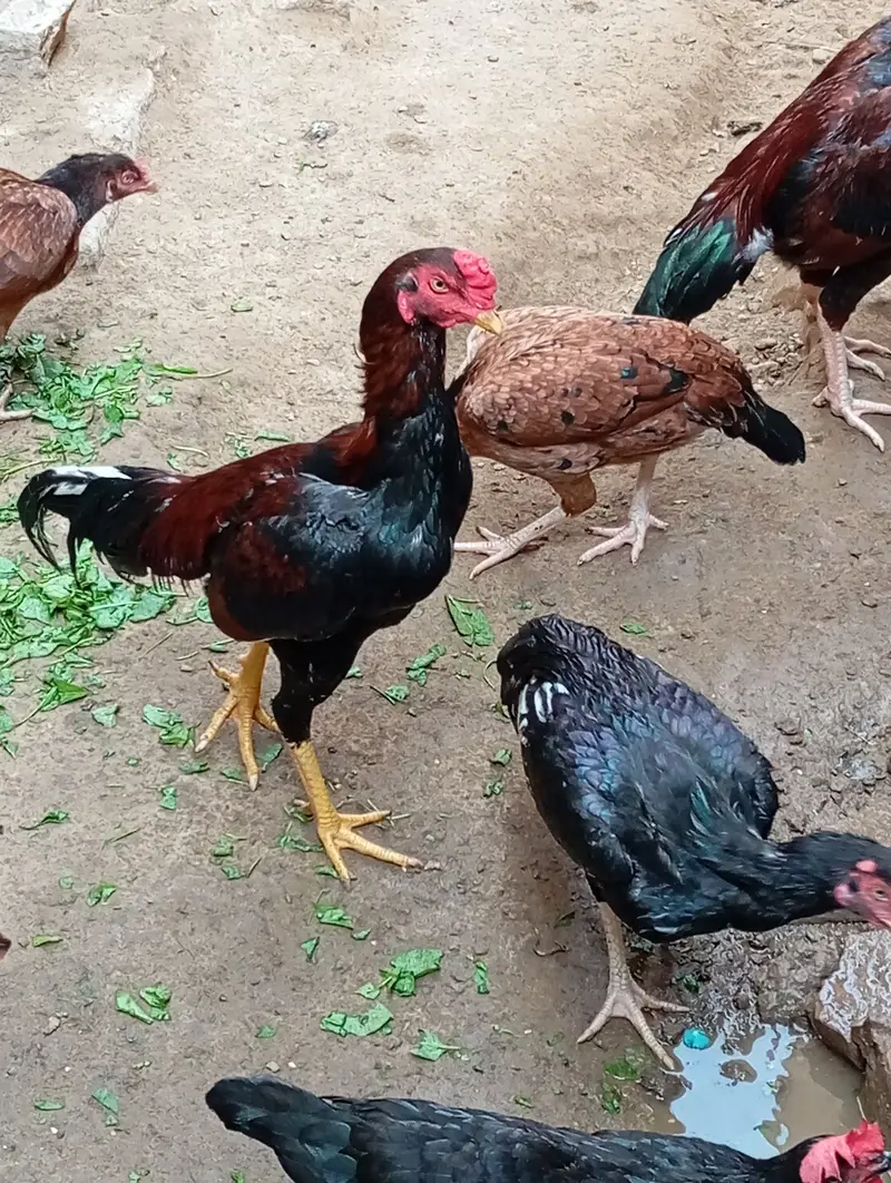 Mianwali Aseel for sale. . . . — photo 4