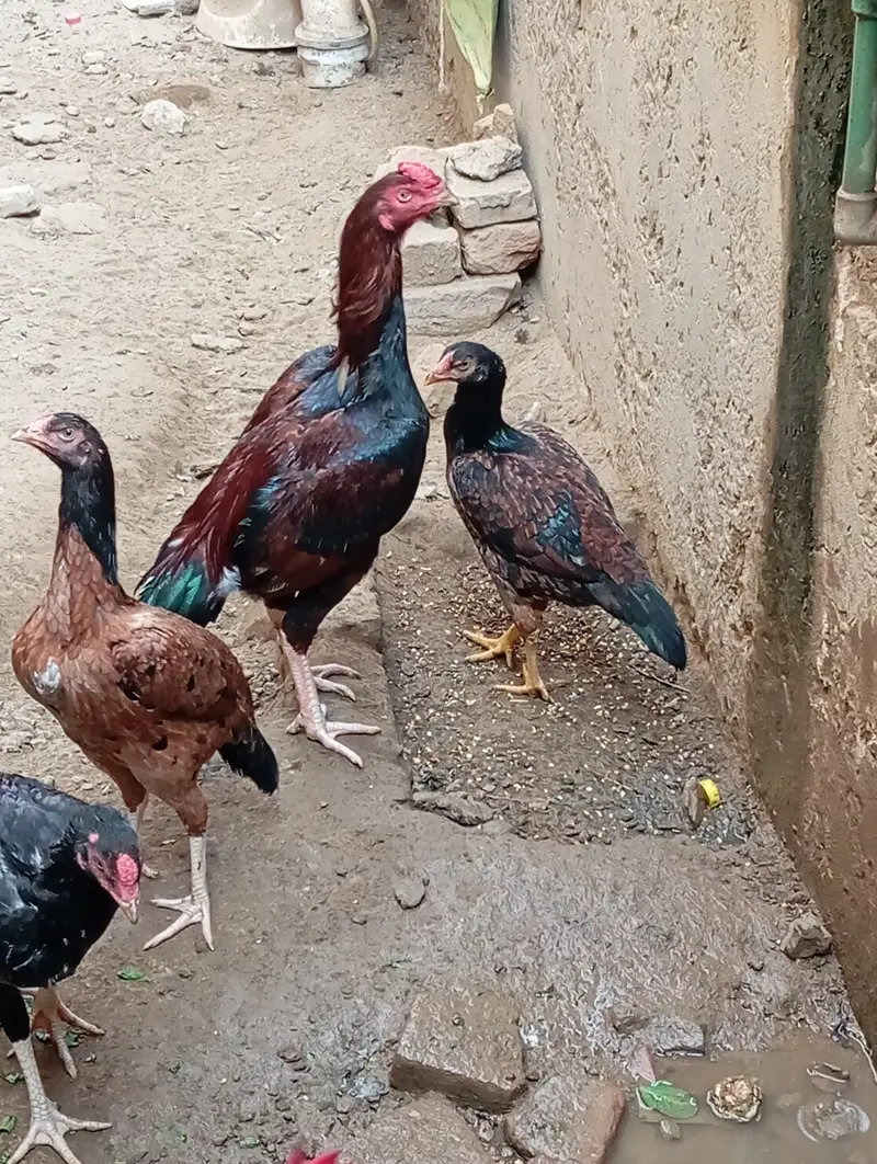Mianwali Aseel for sale. . . . — photo 5