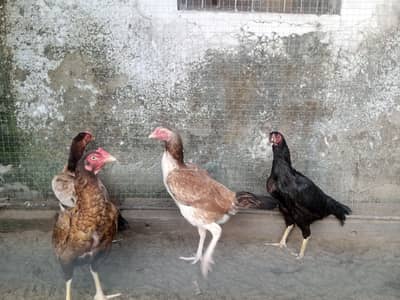 high quality murgiya andy deny Wali