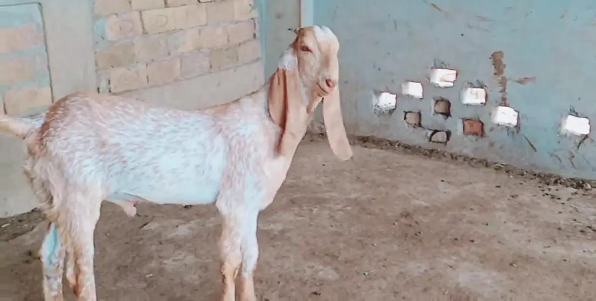 Bakra for sale call me_03230718297 — photo 2