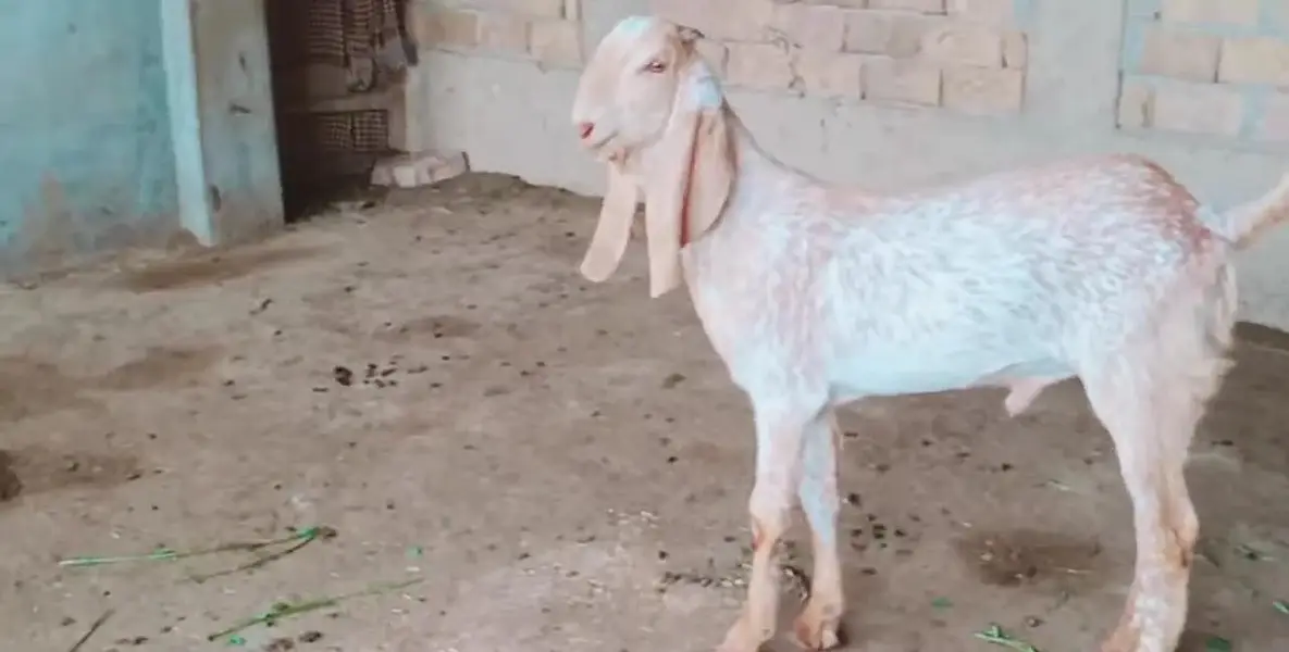 Bakra for sale call me_03230718297 — photo 3