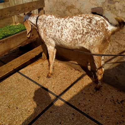 Makhi Cheeni Path for Sale |Pure Desi Goat | BakrI |Falsa Makhi Cheeni