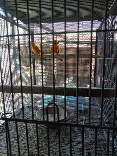 sunconure breeder pair granted