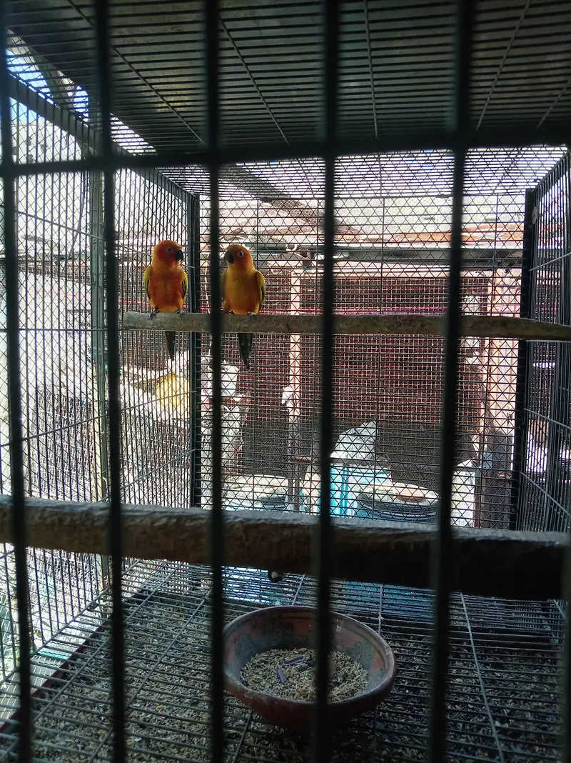 sunconure breeder pair granted — photo 2