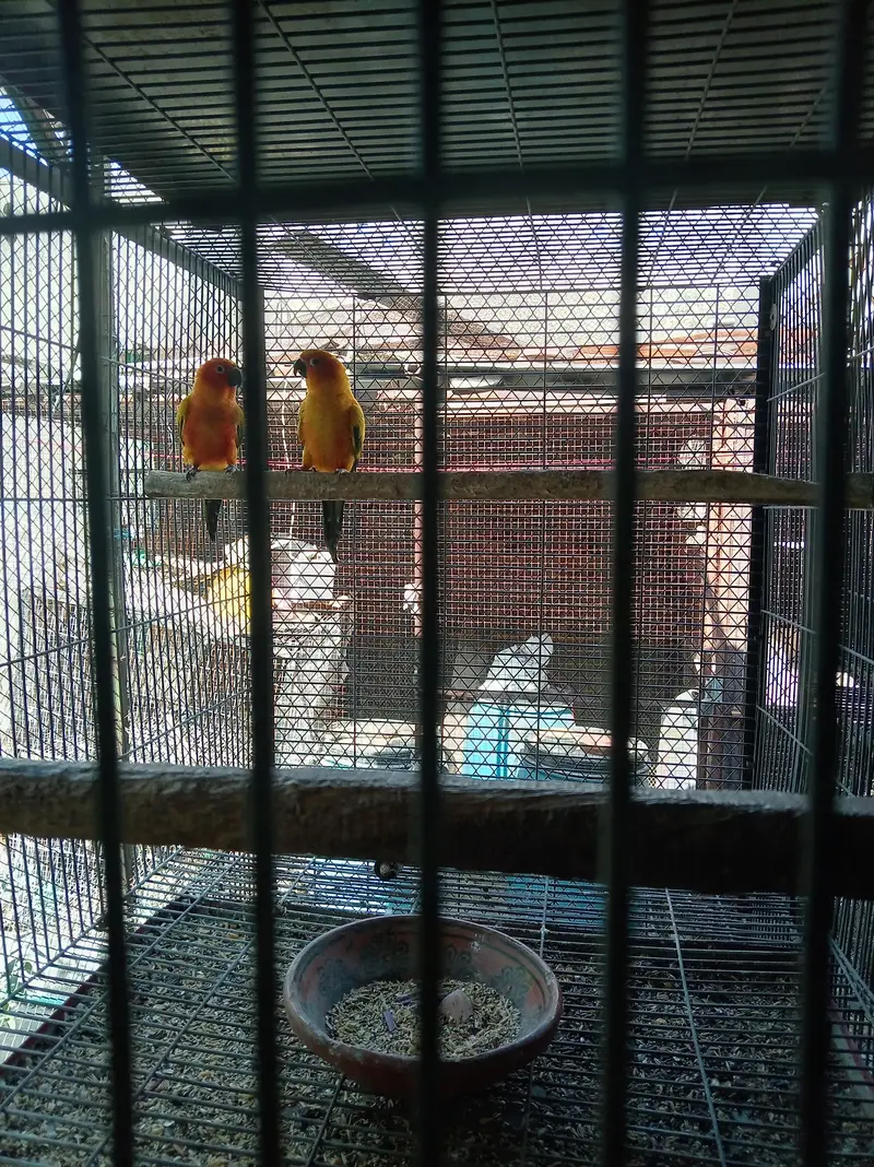 sunconure breeder pair granted — photo 3