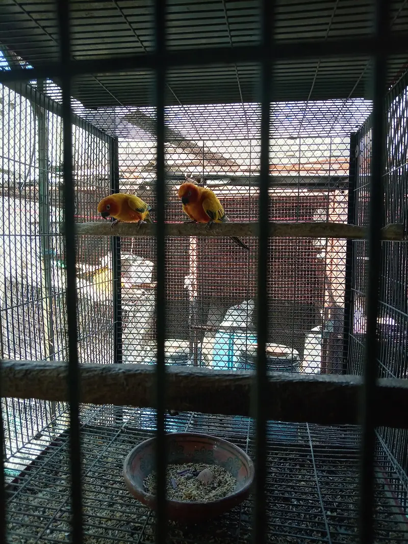 sunconure breeder pair granted — photo 4
