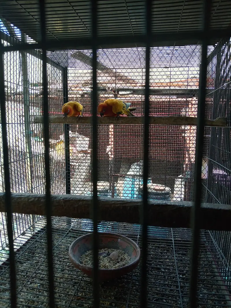 sunconure breeder pair granted — photo 5