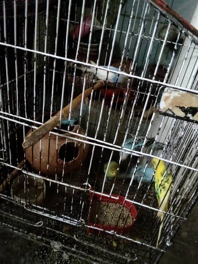 Healthy and Bugies / Bajri parrot