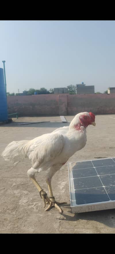 fancii shamo Hy jis bahi na Lana hy wo ham sa rabta Kary