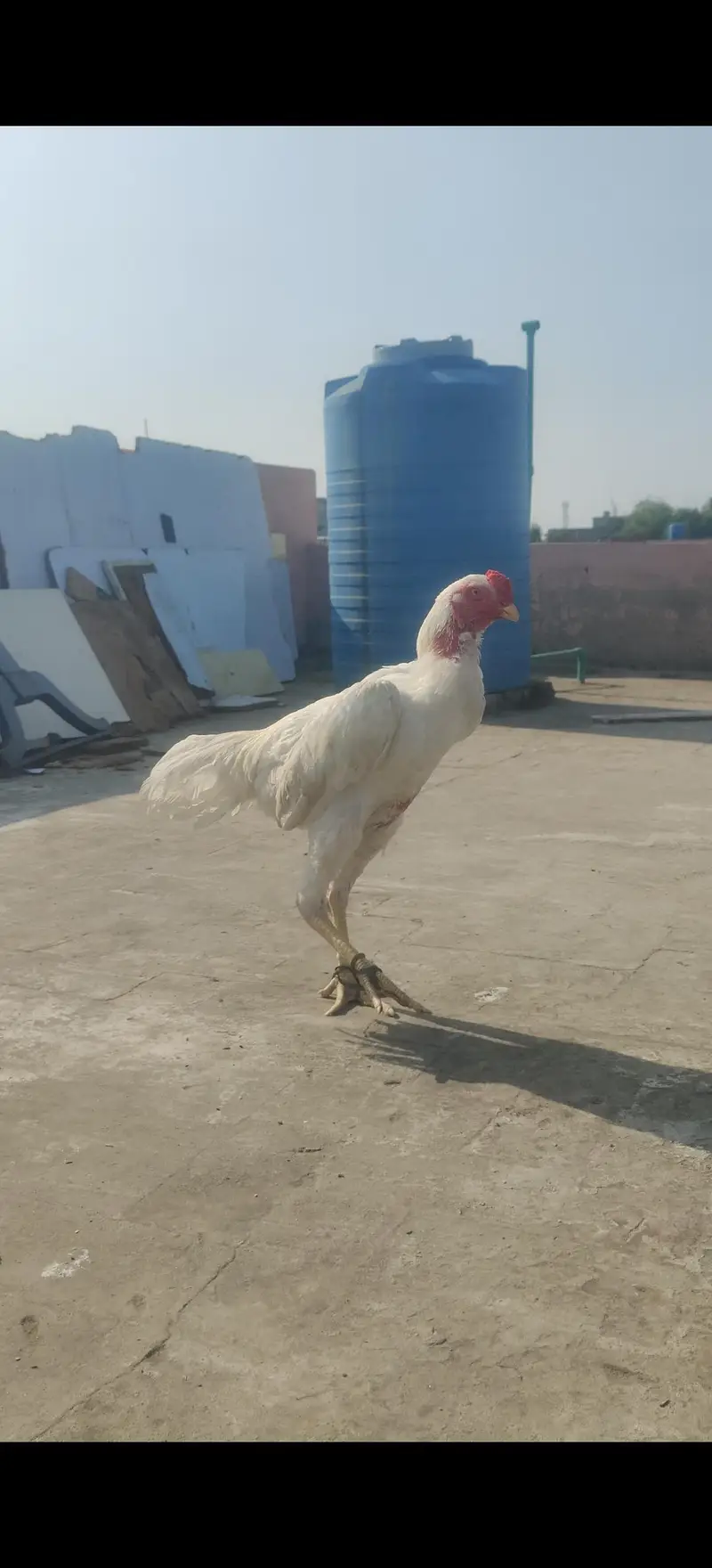 fancii shamo Hy jis bahi na Lana hy wo ham sa rabta Kary — photo 3