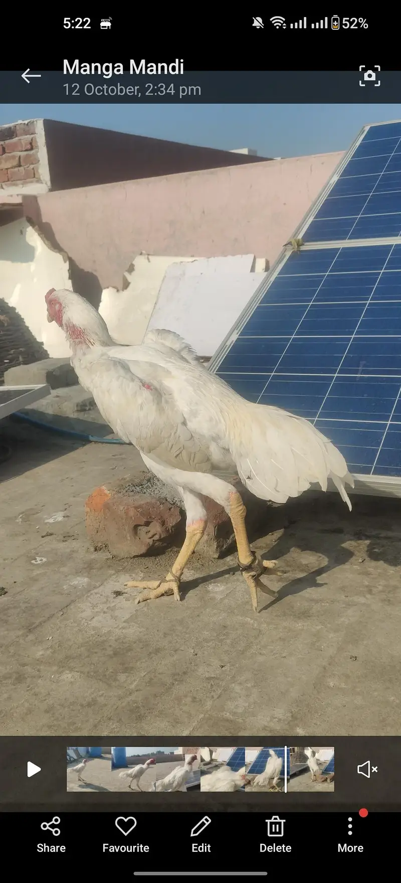 fancii shamo Hy jis bahi na Lana hy wo ham sa rabta Kary — photo 4