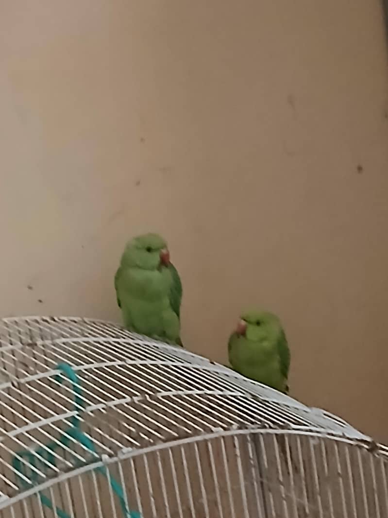 green 1