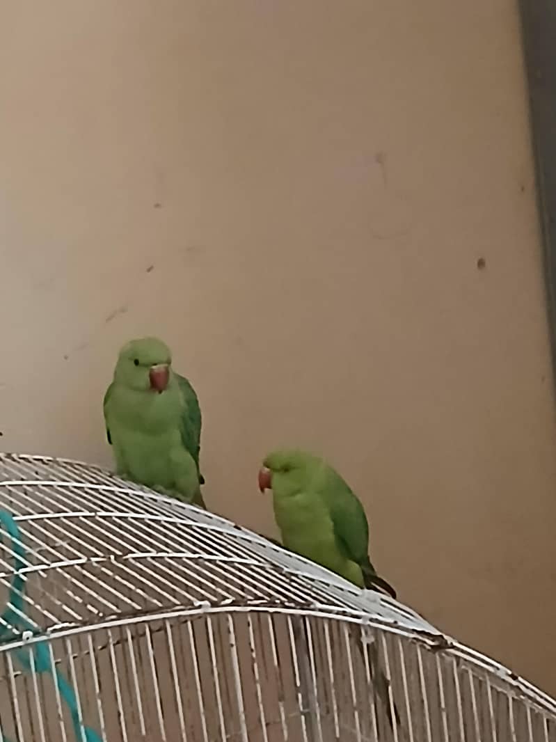 green 2