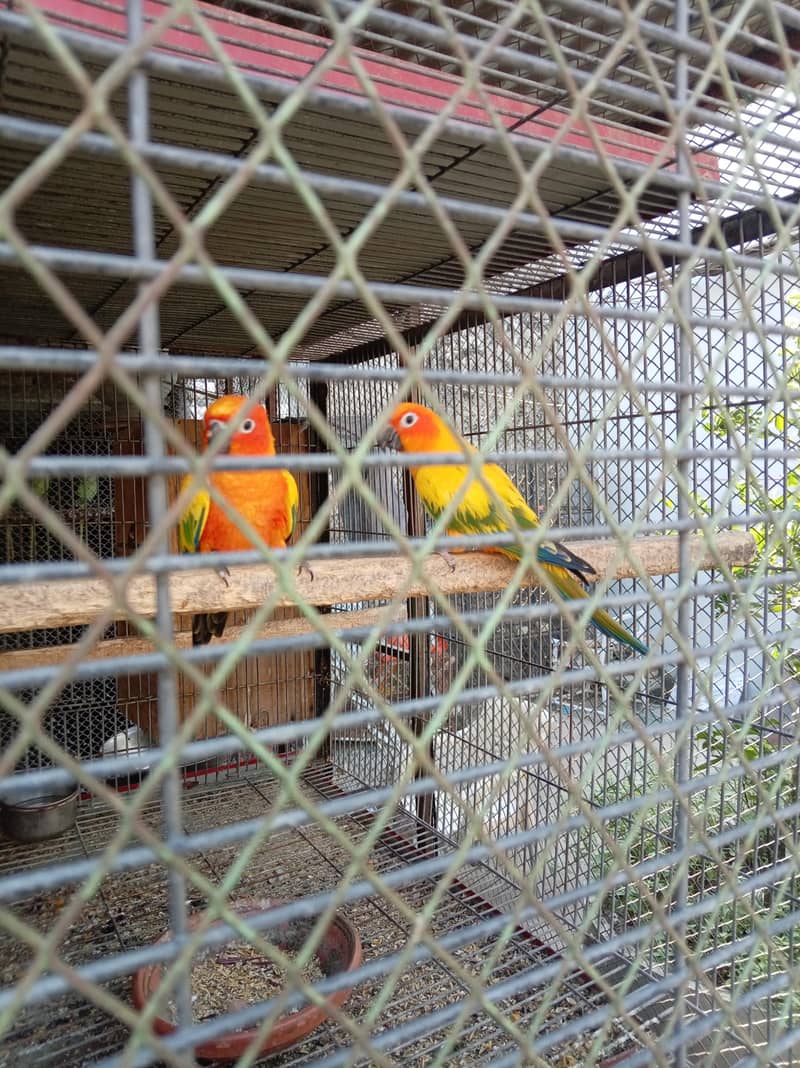 sunconure breeder pair granted 0