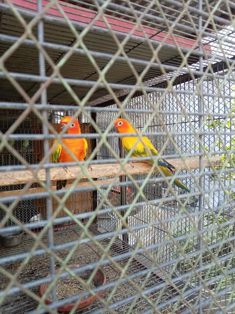 sunconure breeder pair granted — photo 6