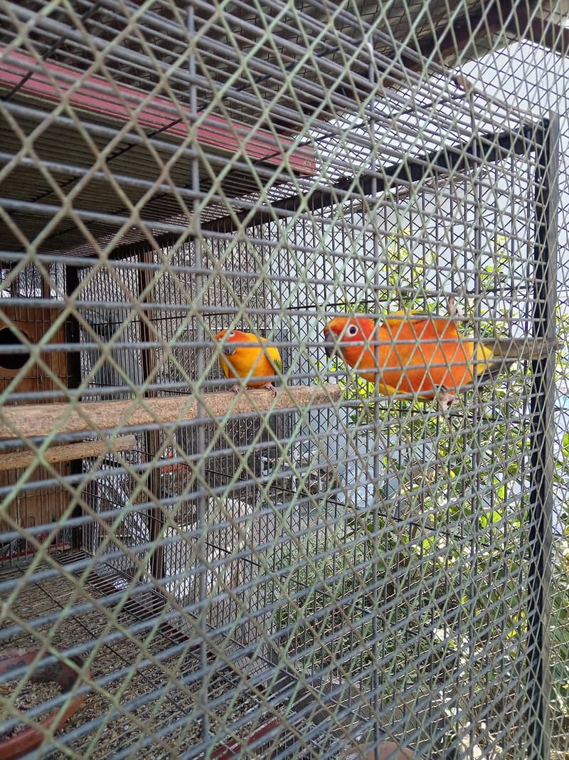 sunconure breeder pair granted 1