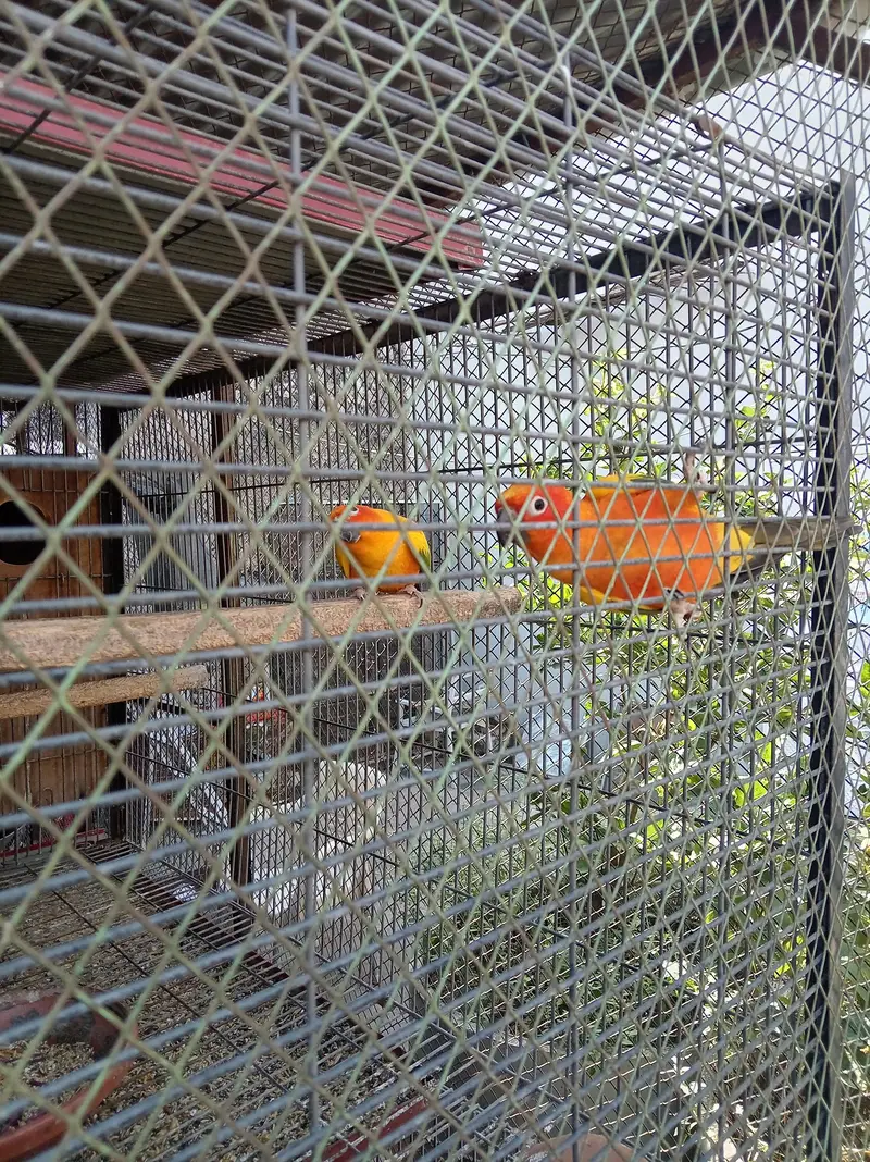 sunconure breeder pair granted — photo 7