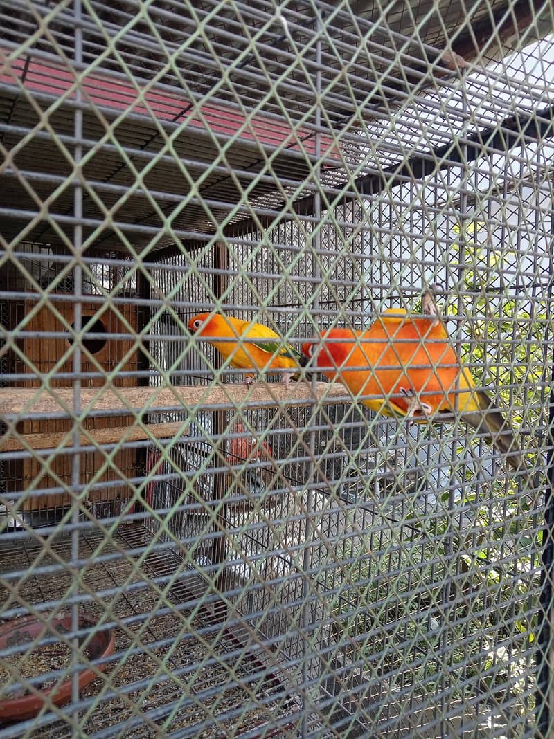 sunconure breeder pair granted 2