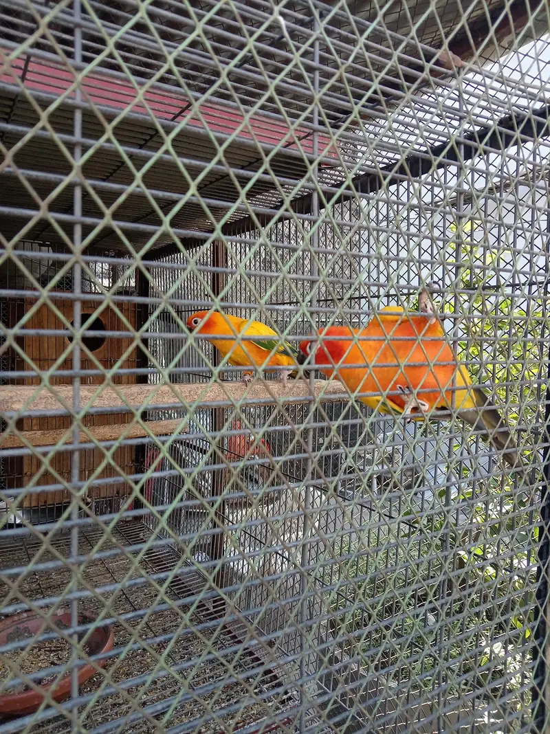 sunconure breeder pair granted — photo 8