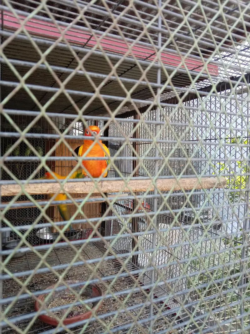 sunconure breeder pair granted — photo 9