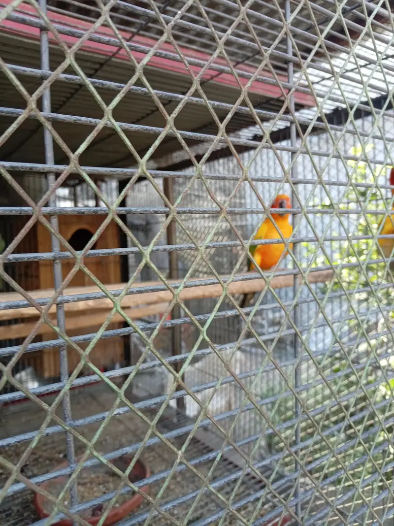 sunconure breeder pair granted — photo 10