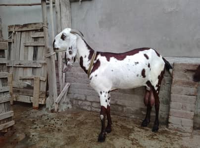 selling goat
