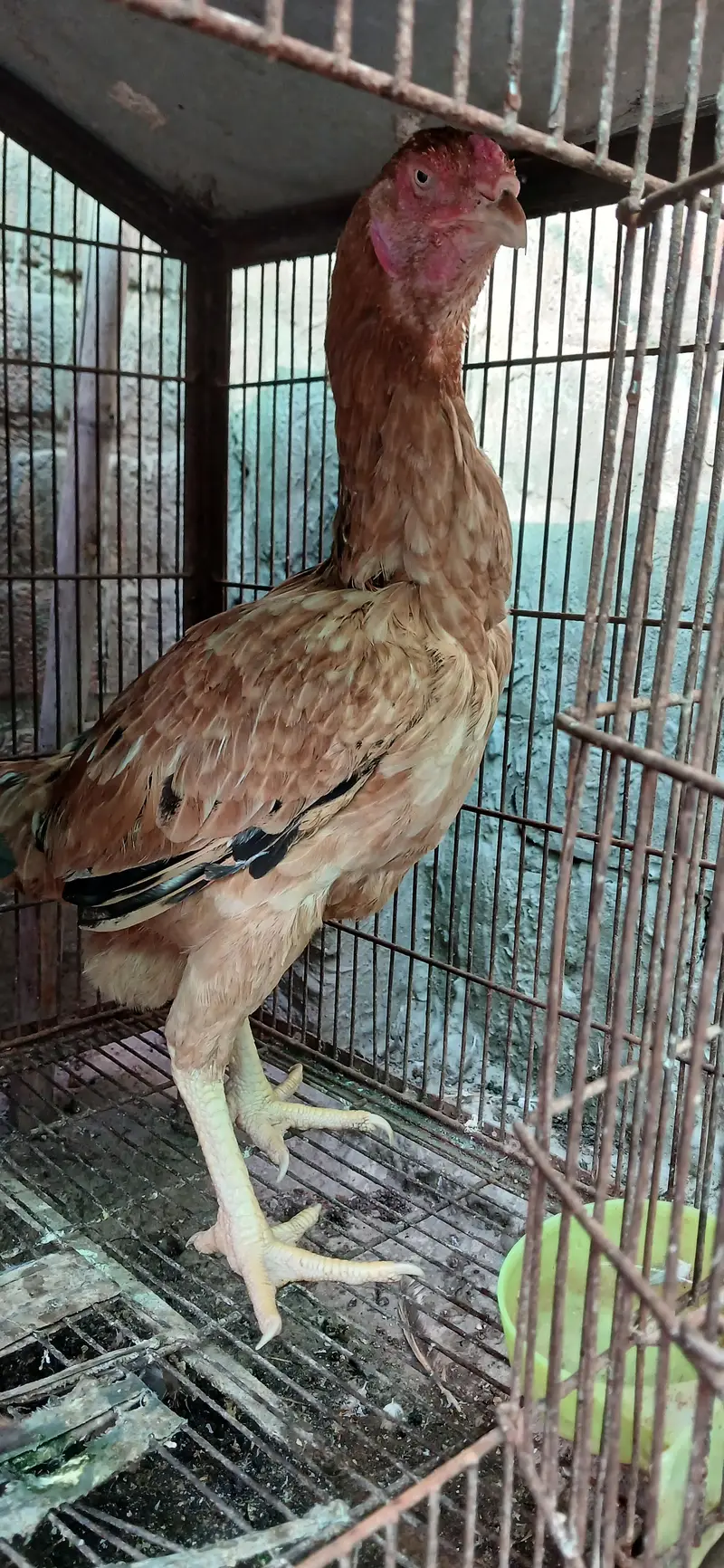 urgent for sale — photo 2