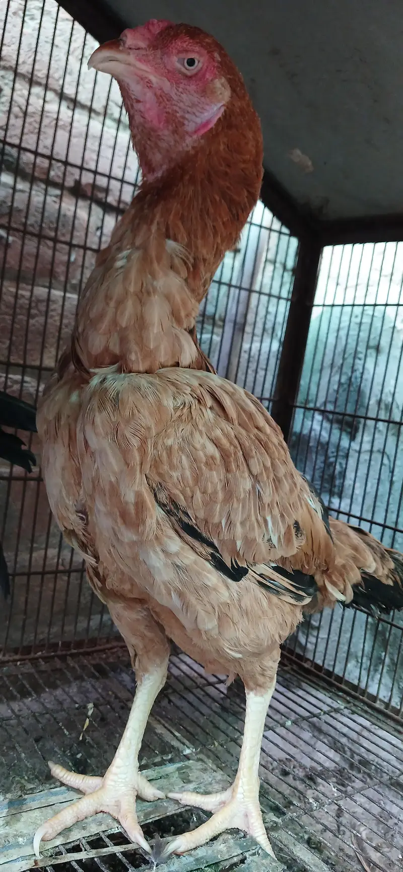 urgent for sale — photo 3