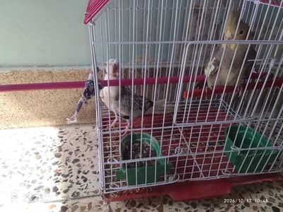 cocktail piar for sale exchange